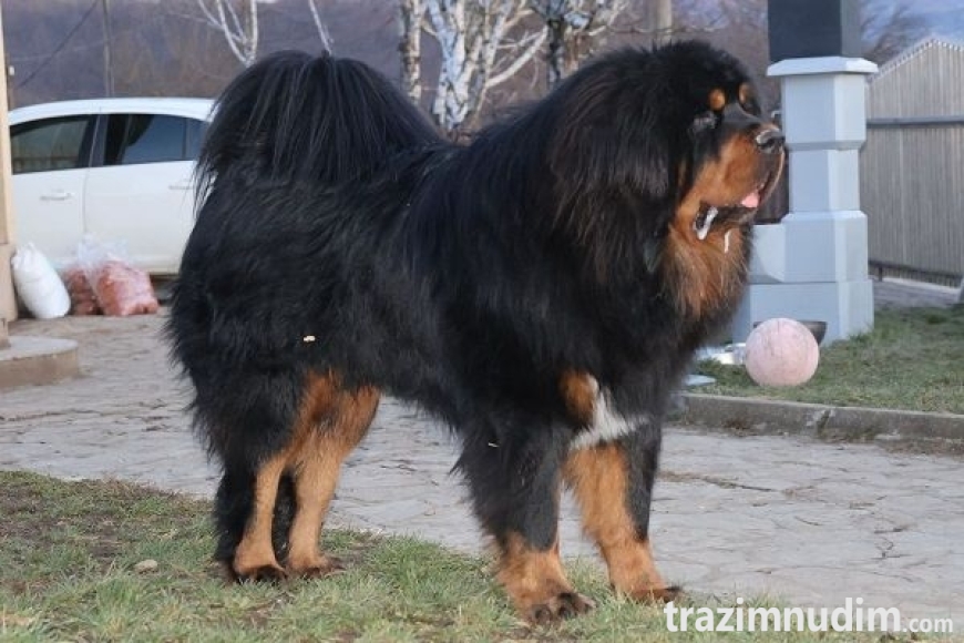 3a tibetskimastifM0626