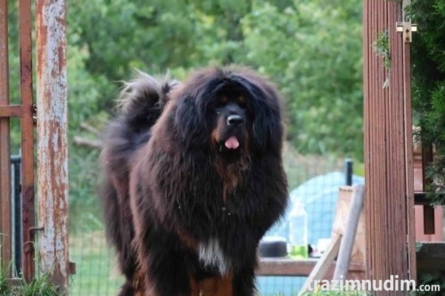 3b tibetskimastifM0626