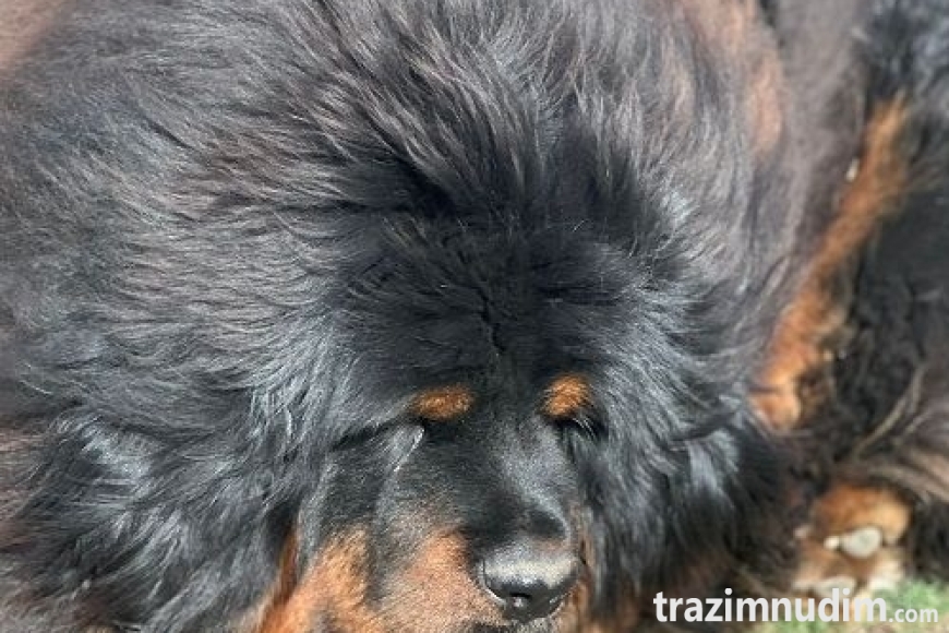3c tibetskimastifM0626