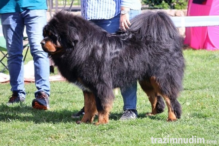 4 tibetskimastifM0626