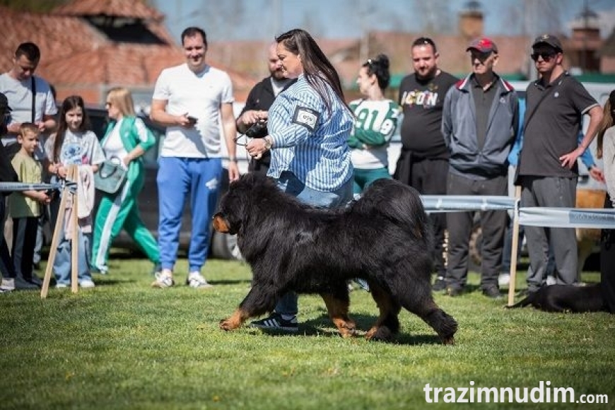 5 tibetskimastifM0626