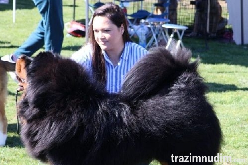 6 tibetskimastifM0626