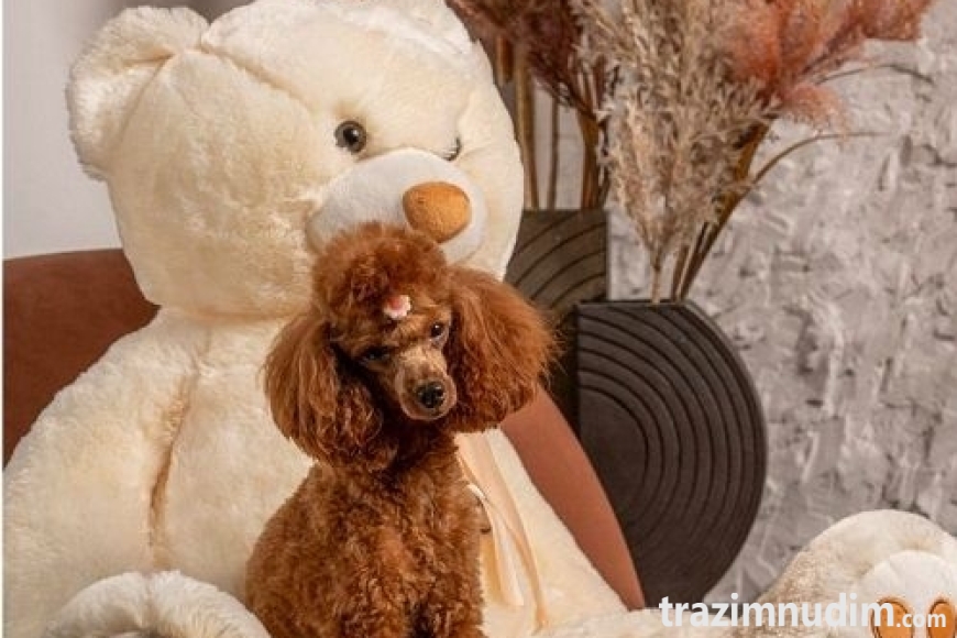 2 pudlaMD0126