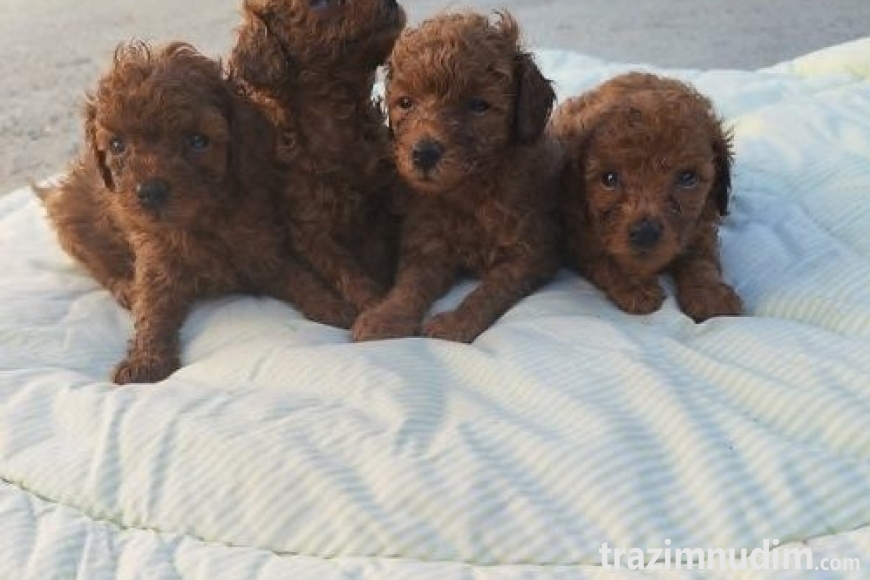 1crvenatoypudlaS0626