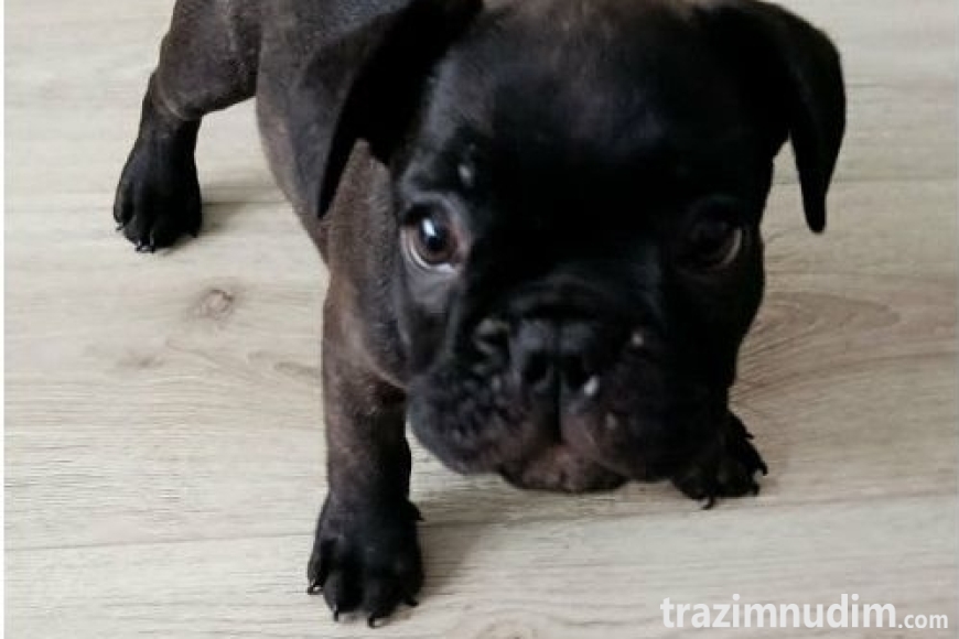 1 francuskibuldogT0726