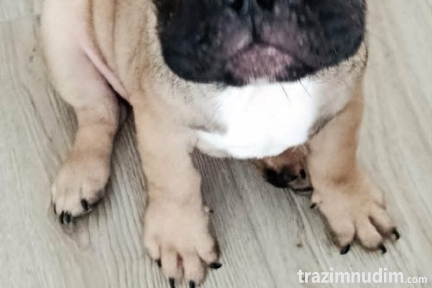 2 francuskibuldogT0726