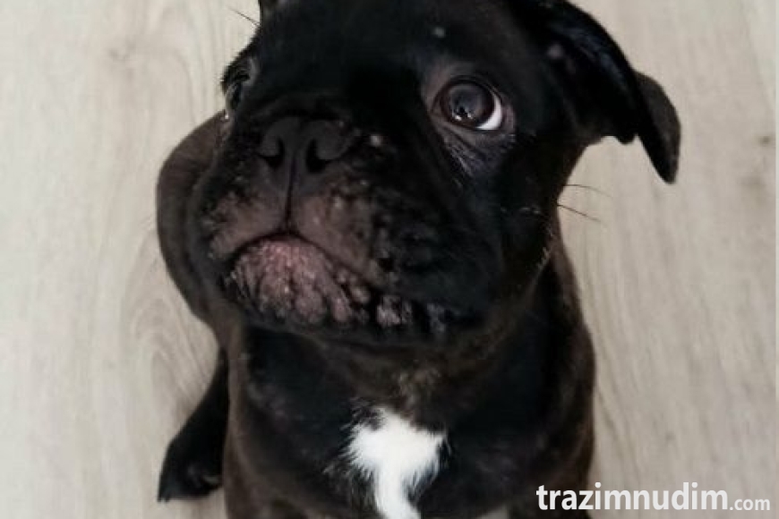 4 francuskibuldogT0726