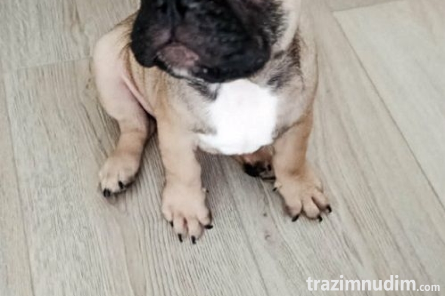 5 francuskibuldogT0726