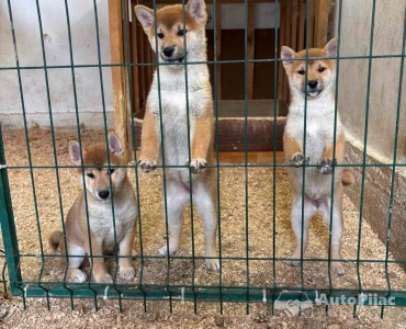 Shiba inu štenci od vrhunskih roditelja